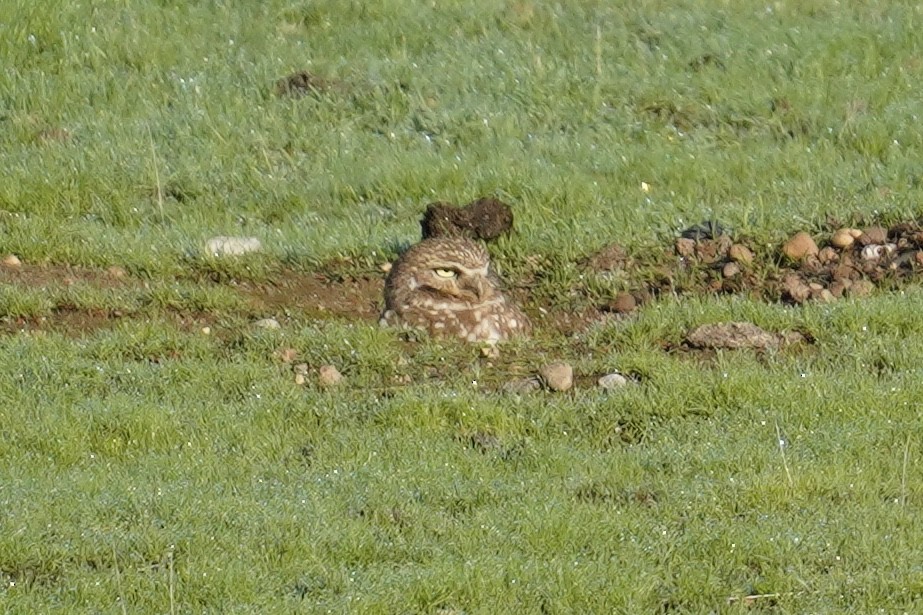 Chevêche des terriers - ML525713121