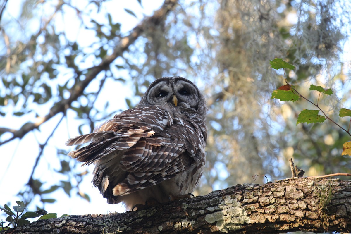 Barred Owl - ML525713541