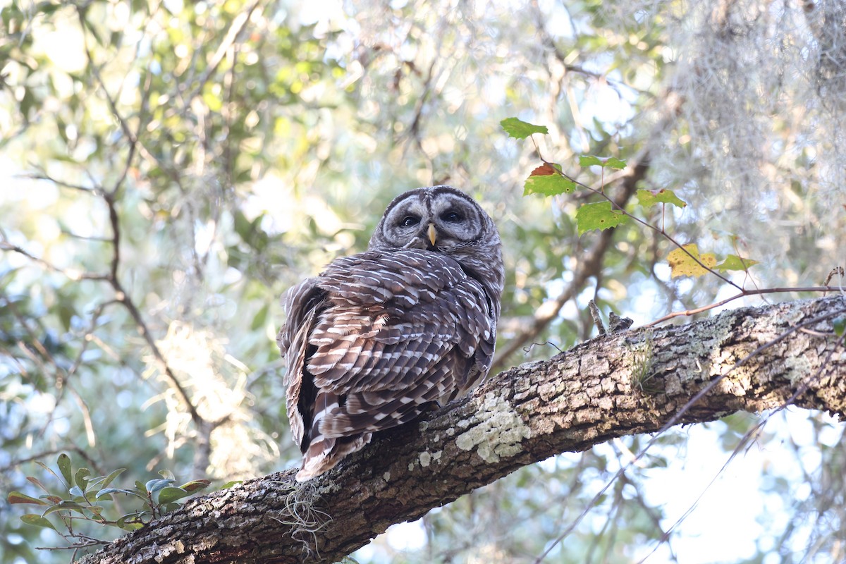 Barred Owl - ML525713551