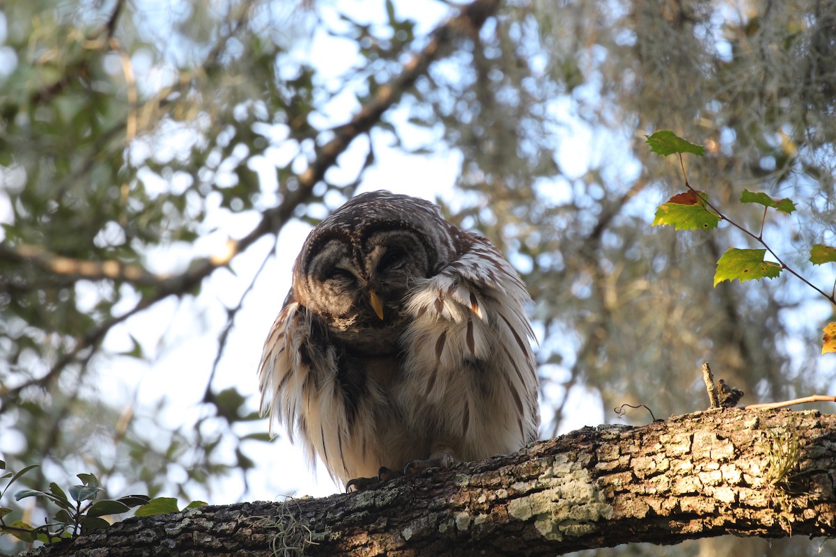 Barred Owl - ML525714371