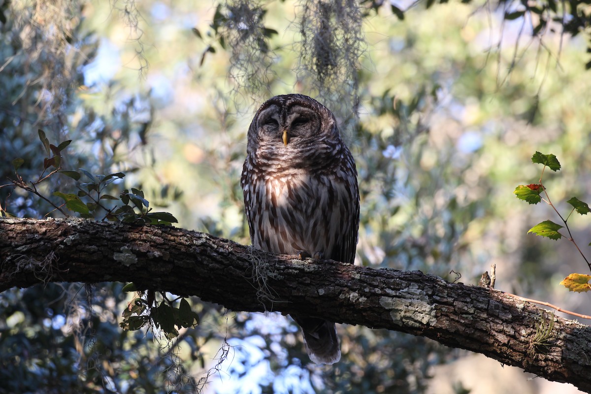 Barred Owl - ML525714571