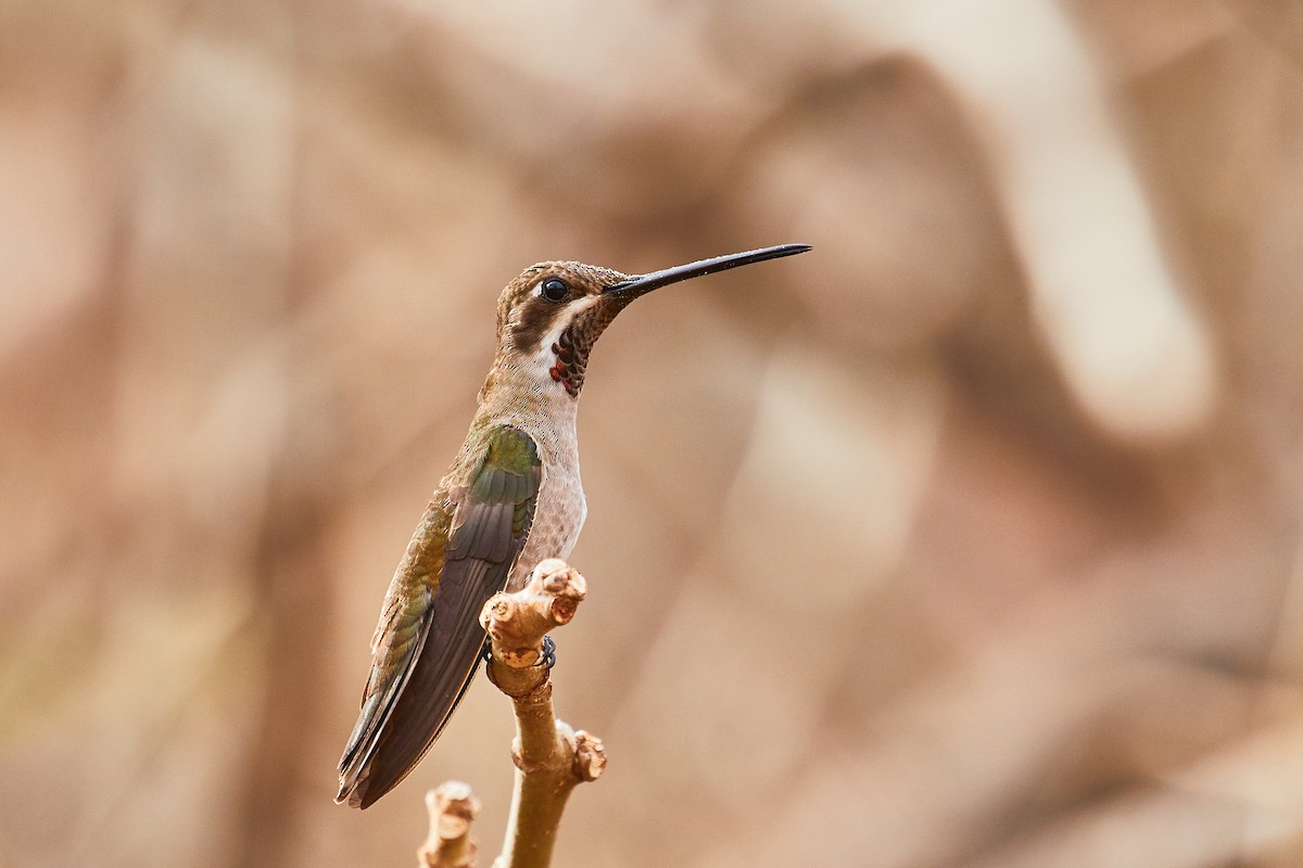 kolibřík achátový - ML525715731