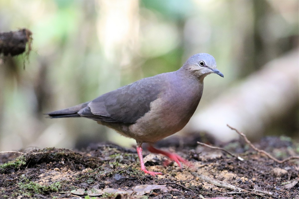 Tolima Dove - ML525716661