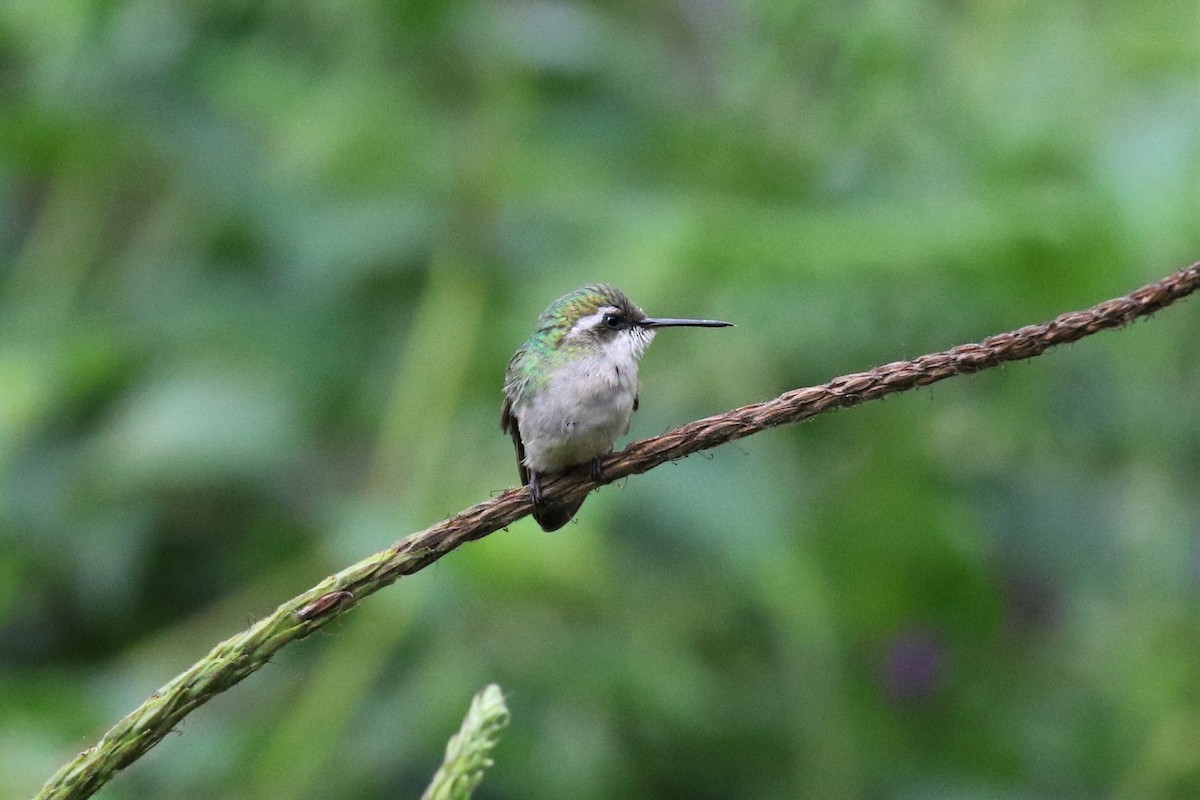 Short-tailed Emerald - ML525716861