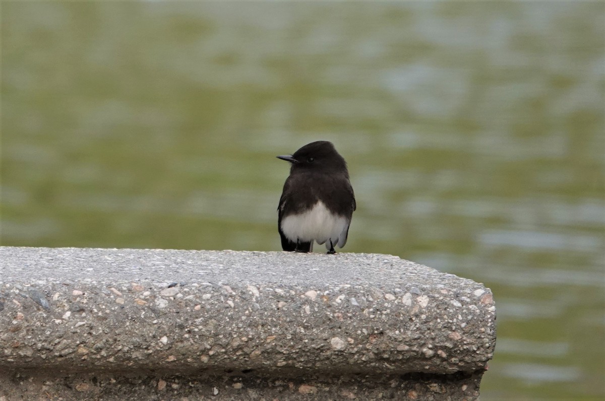 Black Phoebe - ML525717081