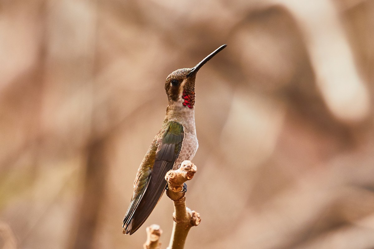 kolibřík achátový - ML525717321