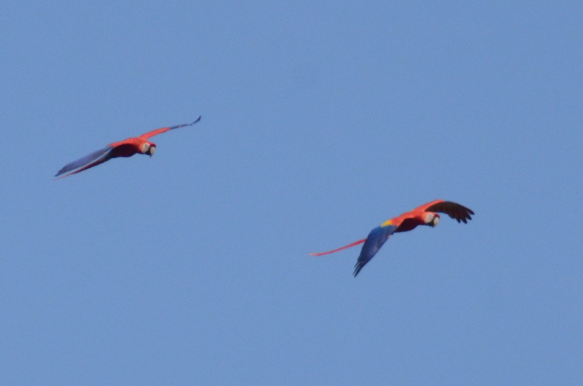 Scarlet Macaw - Tye Jeske