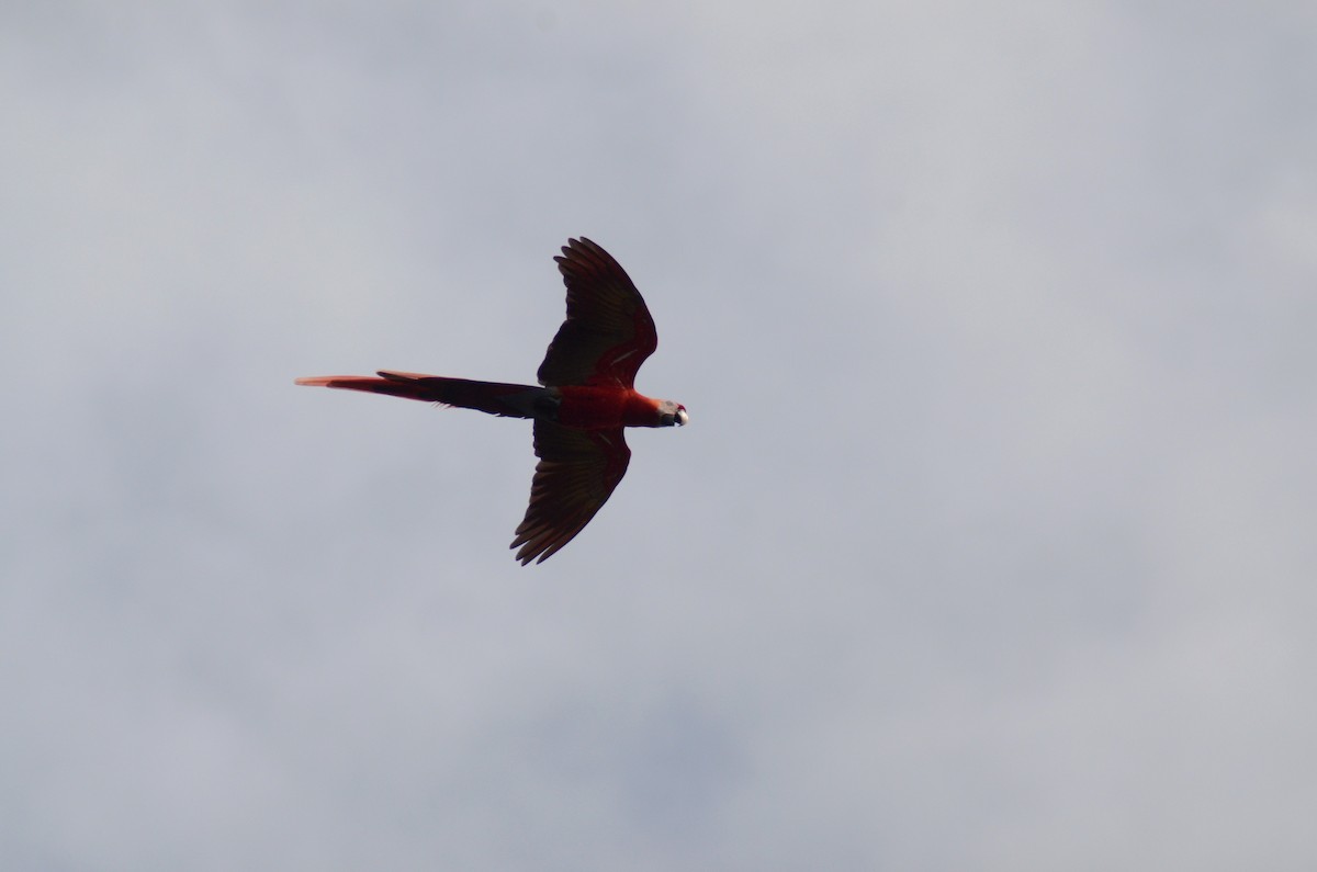 Scarlet Macaw - Tye Jeske