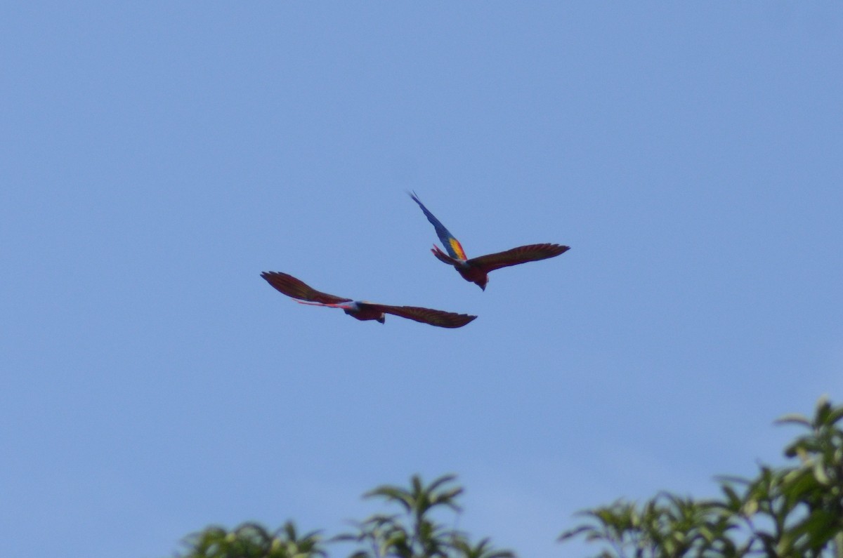 Scarlet Macaw - Tye Jeske