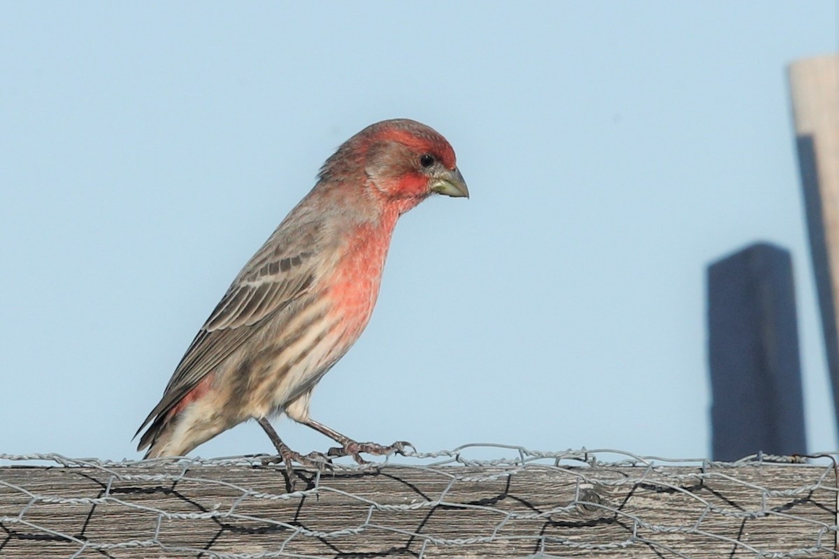 House Finch - ML525718131