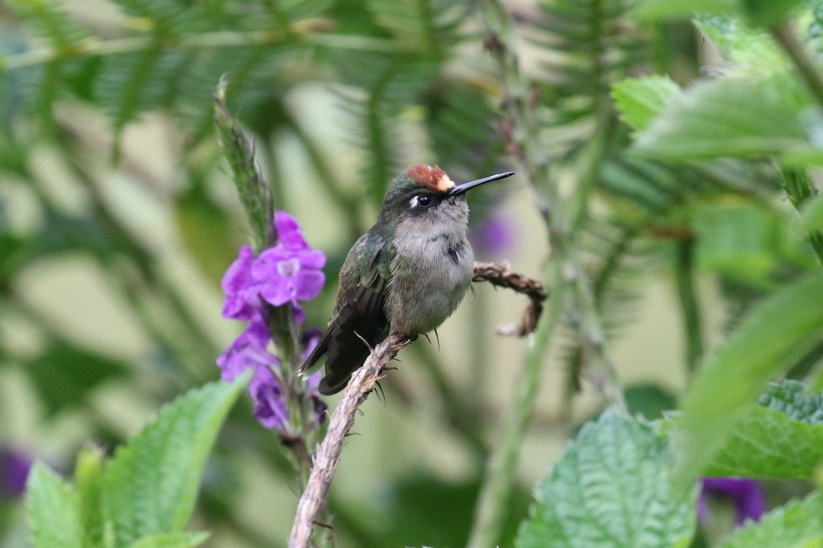 Colibri du Tolima - ML525718281