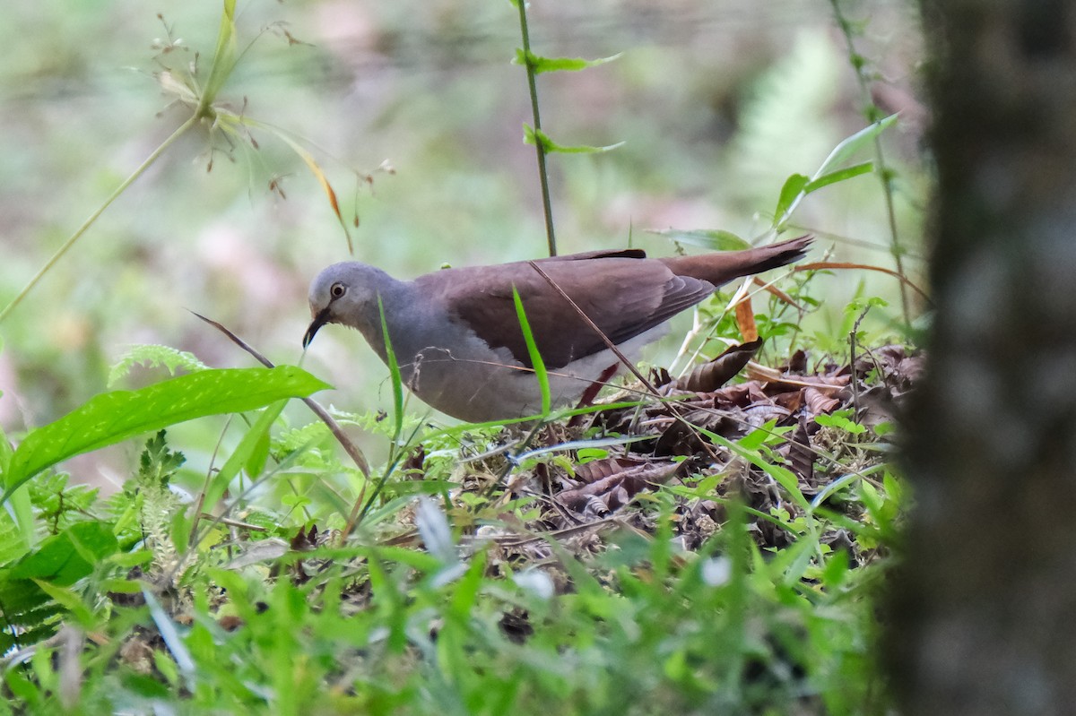 White-tipped Dove - ML525718701