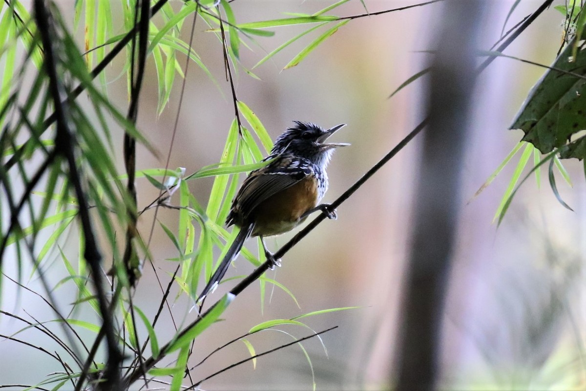 East Andean Antbird - 🦉Max Malmquist🦉