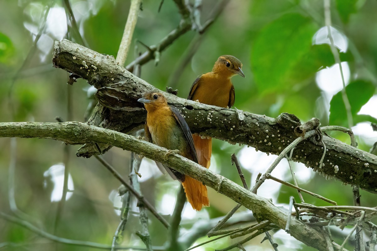 Cinnamon-rumped Foliage-gleaner - ML525719461