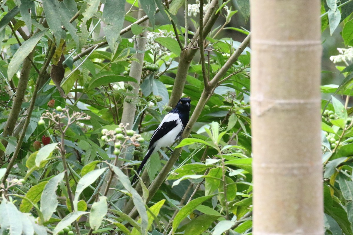 Magpie Tanager - ML525719871