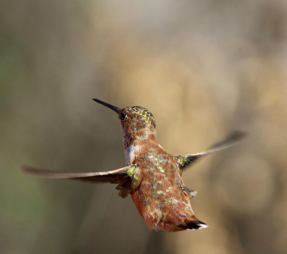 Colibrí Rufo - ML525720851