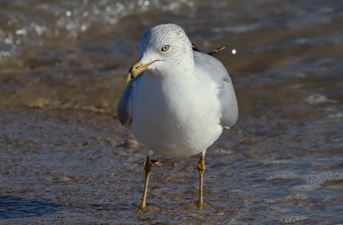 Ring-billed Gull - ML525721001