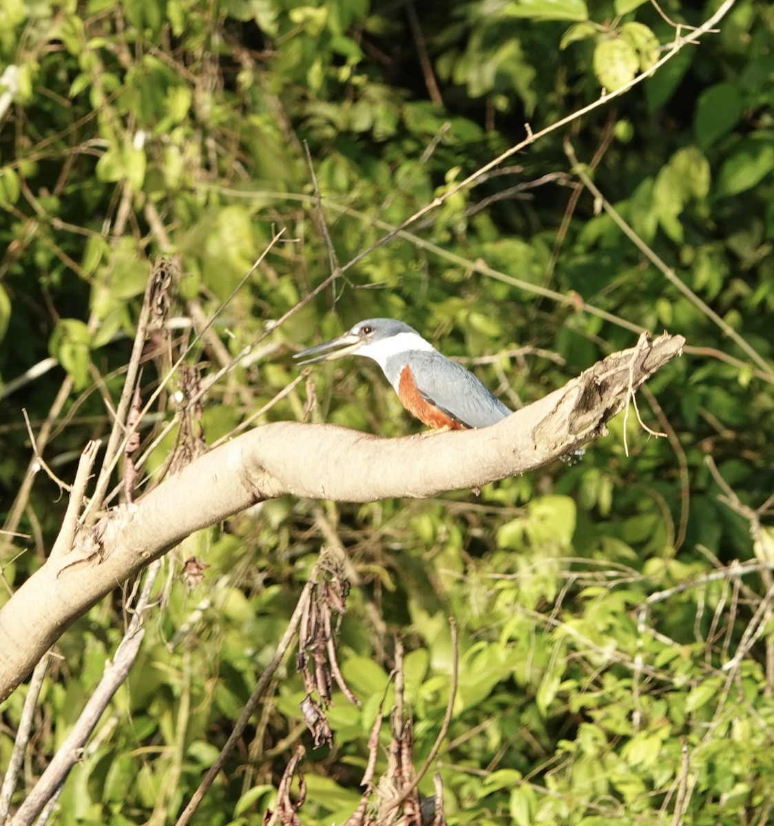 Ringed Kingfisher - ML525721301