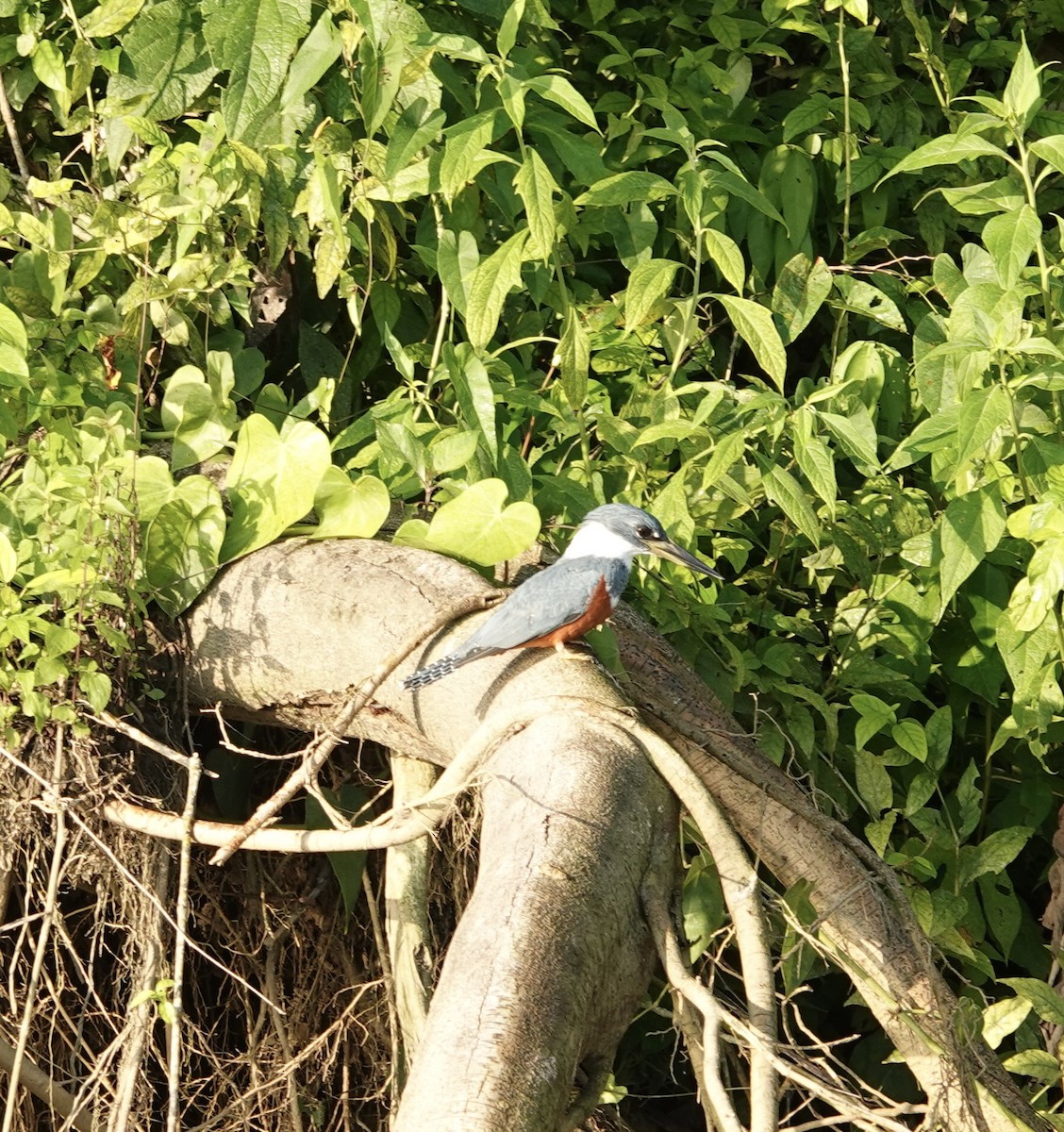 Ringed Kingfisher - deidre asbjorn