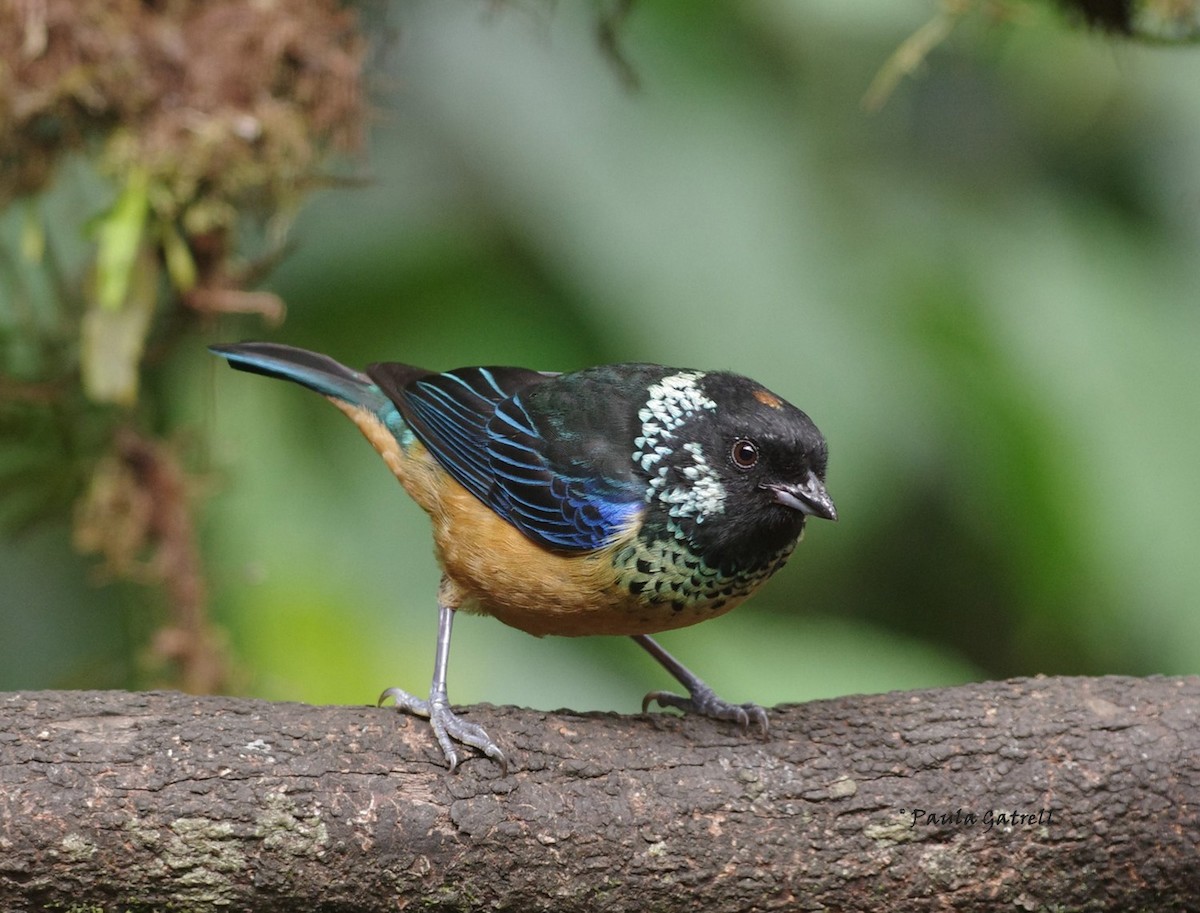 Spangle-cheeked Tanager - Paula Gatrell