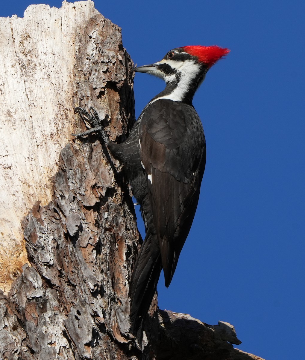 Pileated Woodpecker - ML525721631