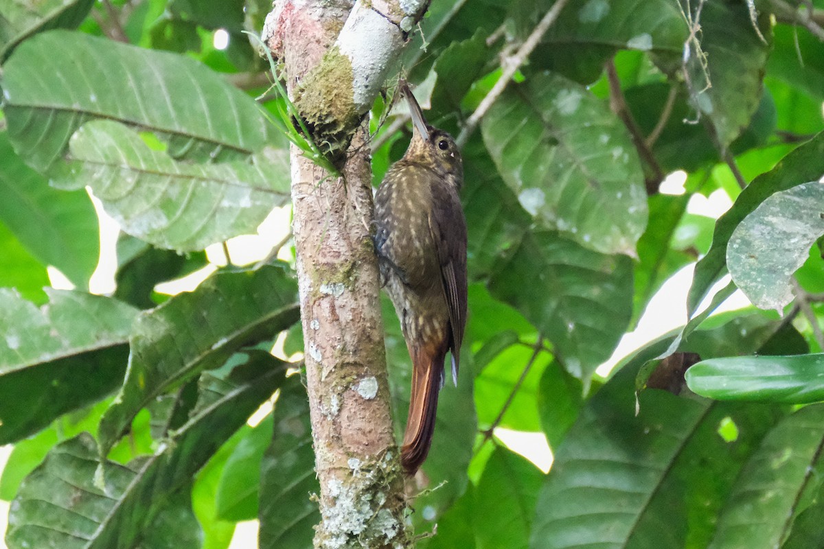 Spotted Woodcreeper - ML525721871