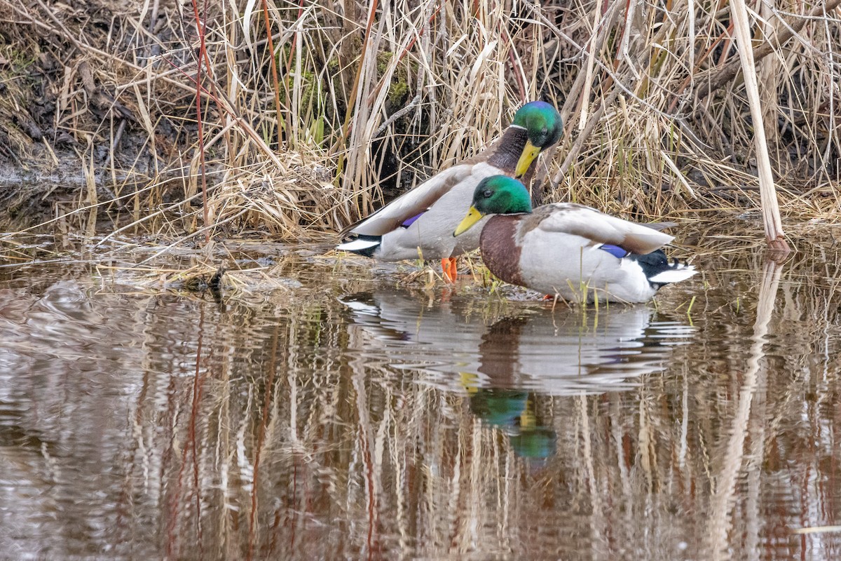 Canard colvert - ML525722411