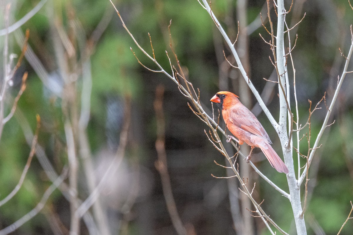 Cardinal rouge - ML525722631