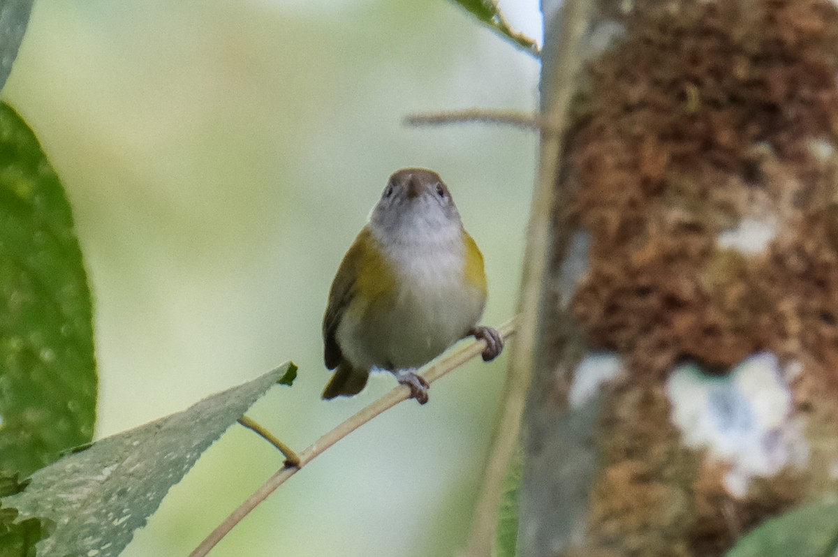 korthalevireo - ML525722841