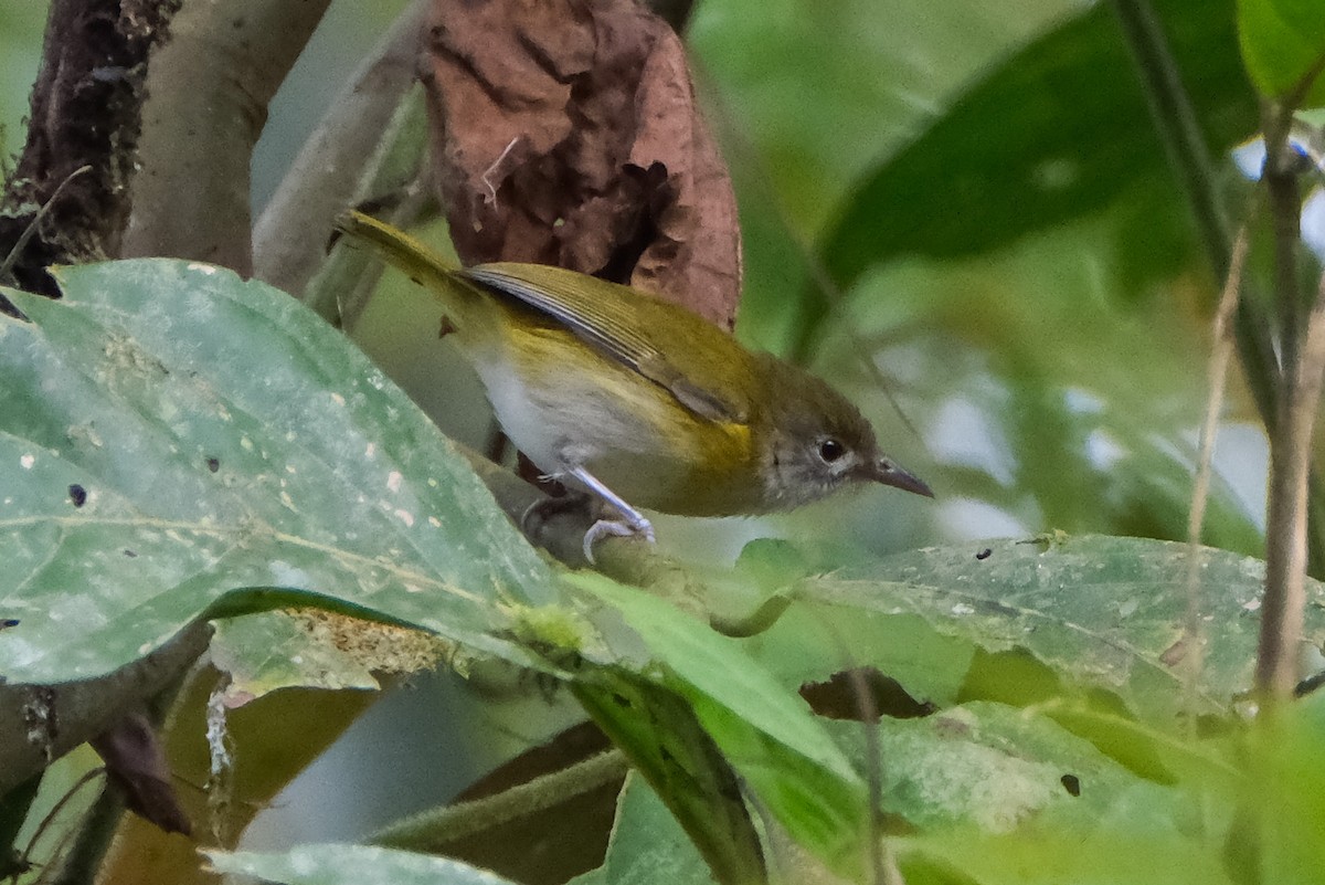 korthalevireo - ML525722851