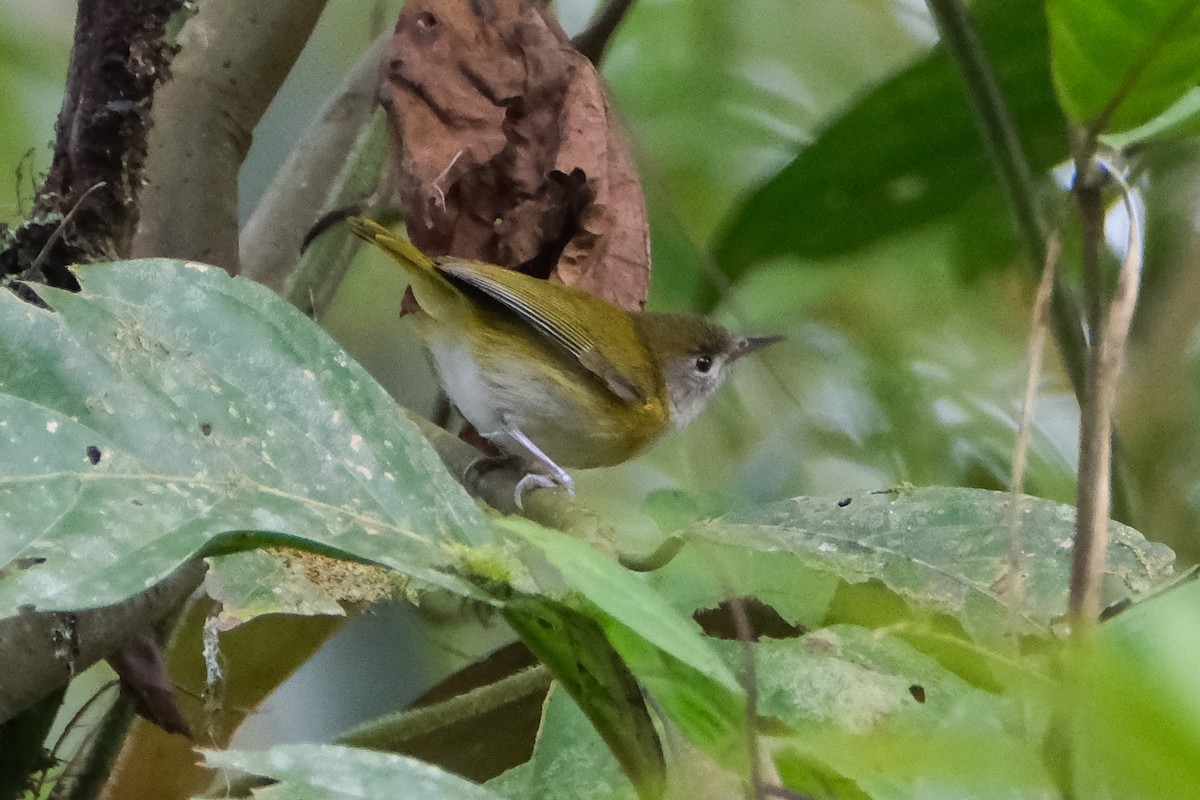 korthalevireo - ML525722861