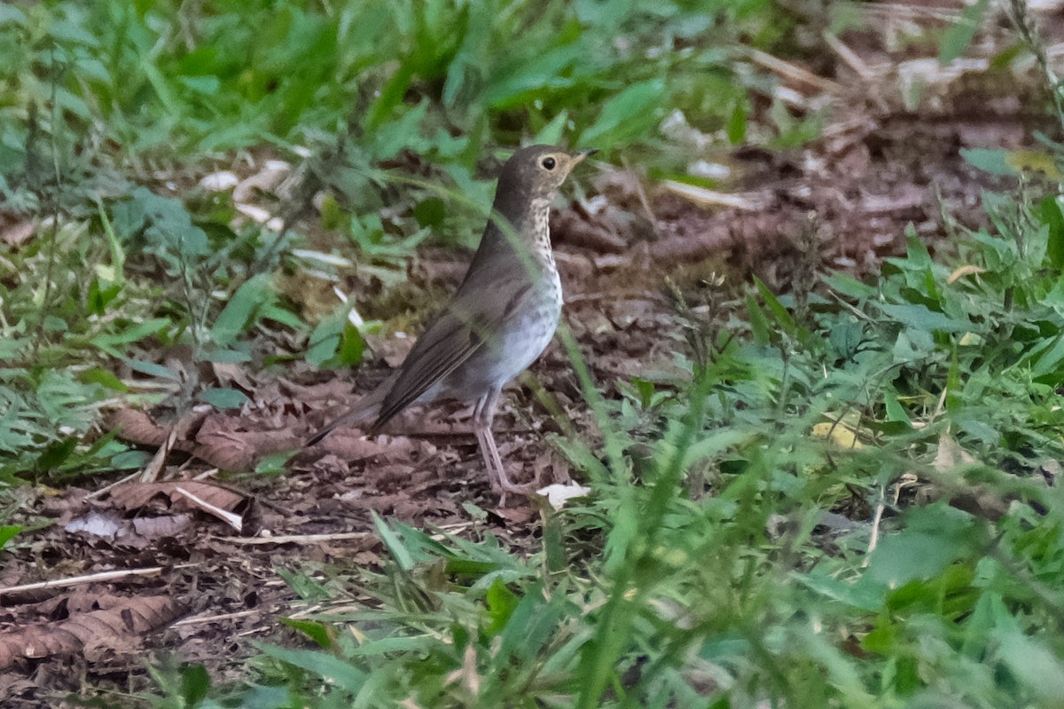 Swainson's Thrush - ML525723161