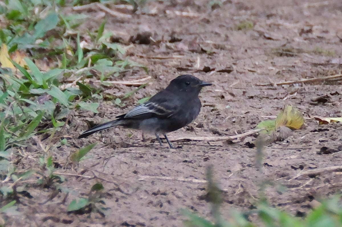 Black Phoebe - ML525723181