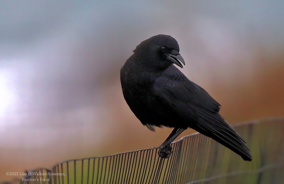 American Crow - ML525723241