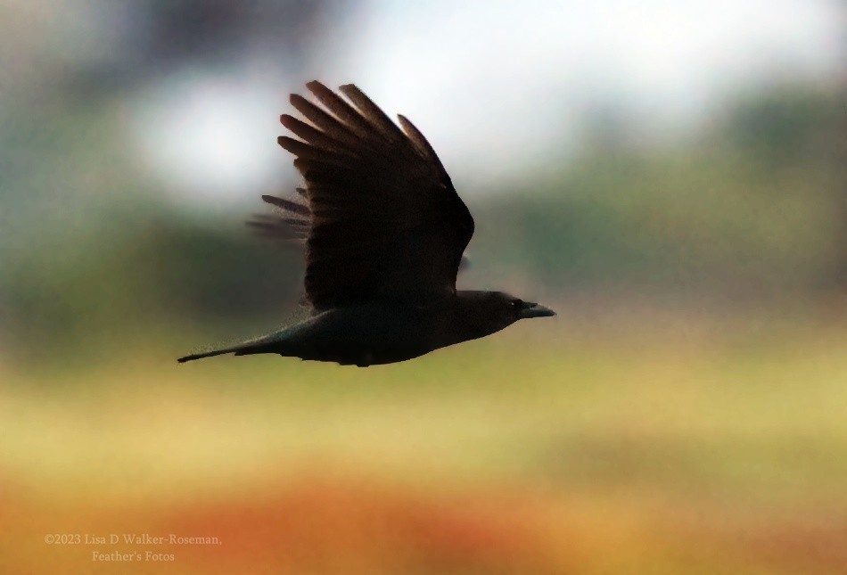 American Crow - ML525723251