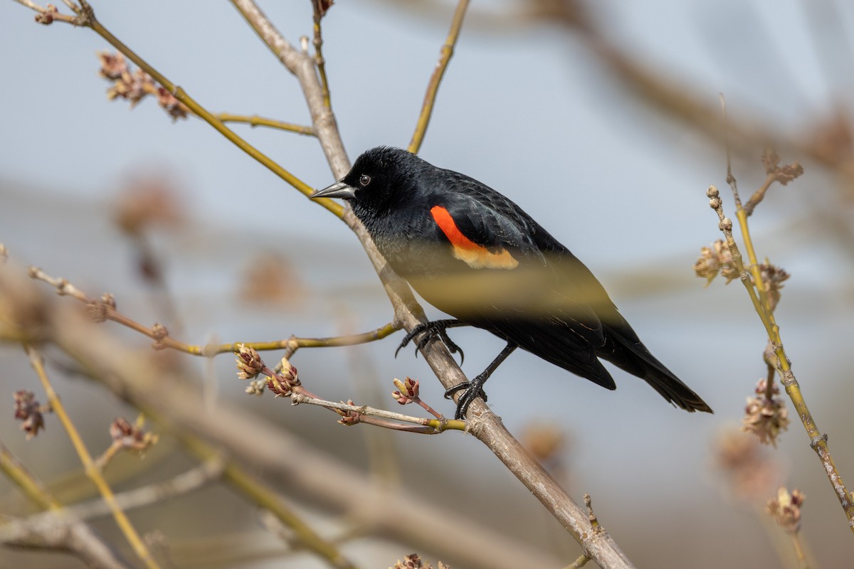 Red-winged Blackbird - ML525723421