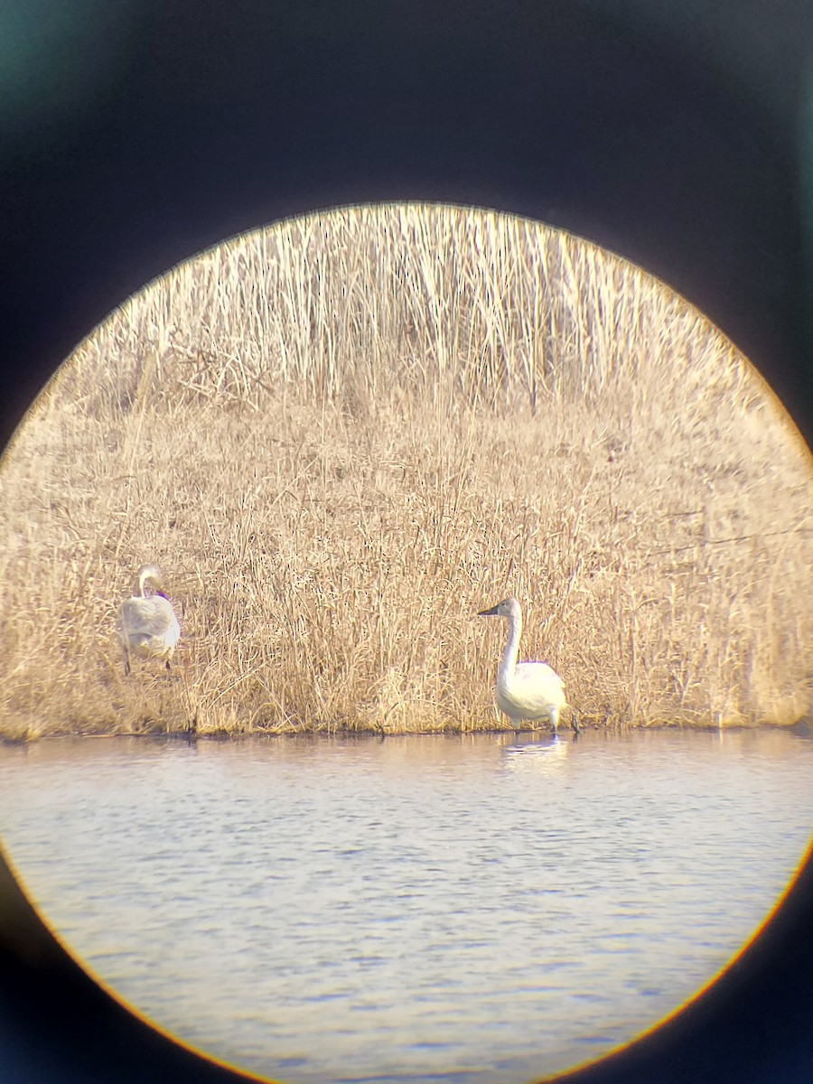Tundra Swan - ML525723441