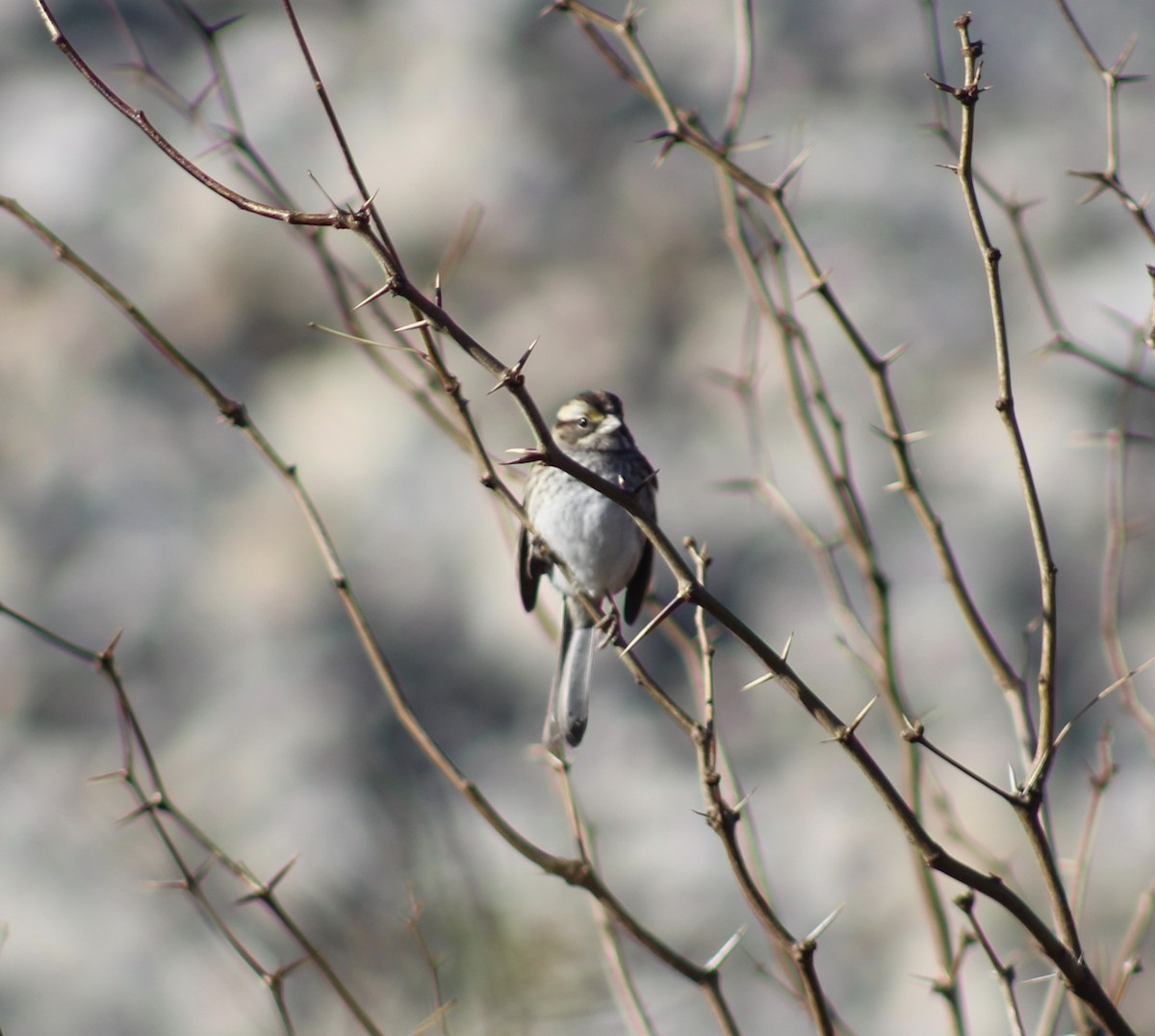 White-throated Sparrow - ML525723451