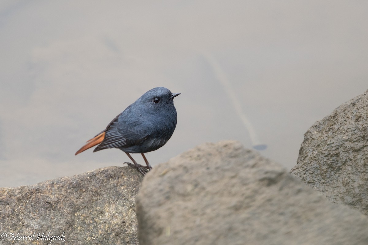 Plumbeous Redstart - ML525723631