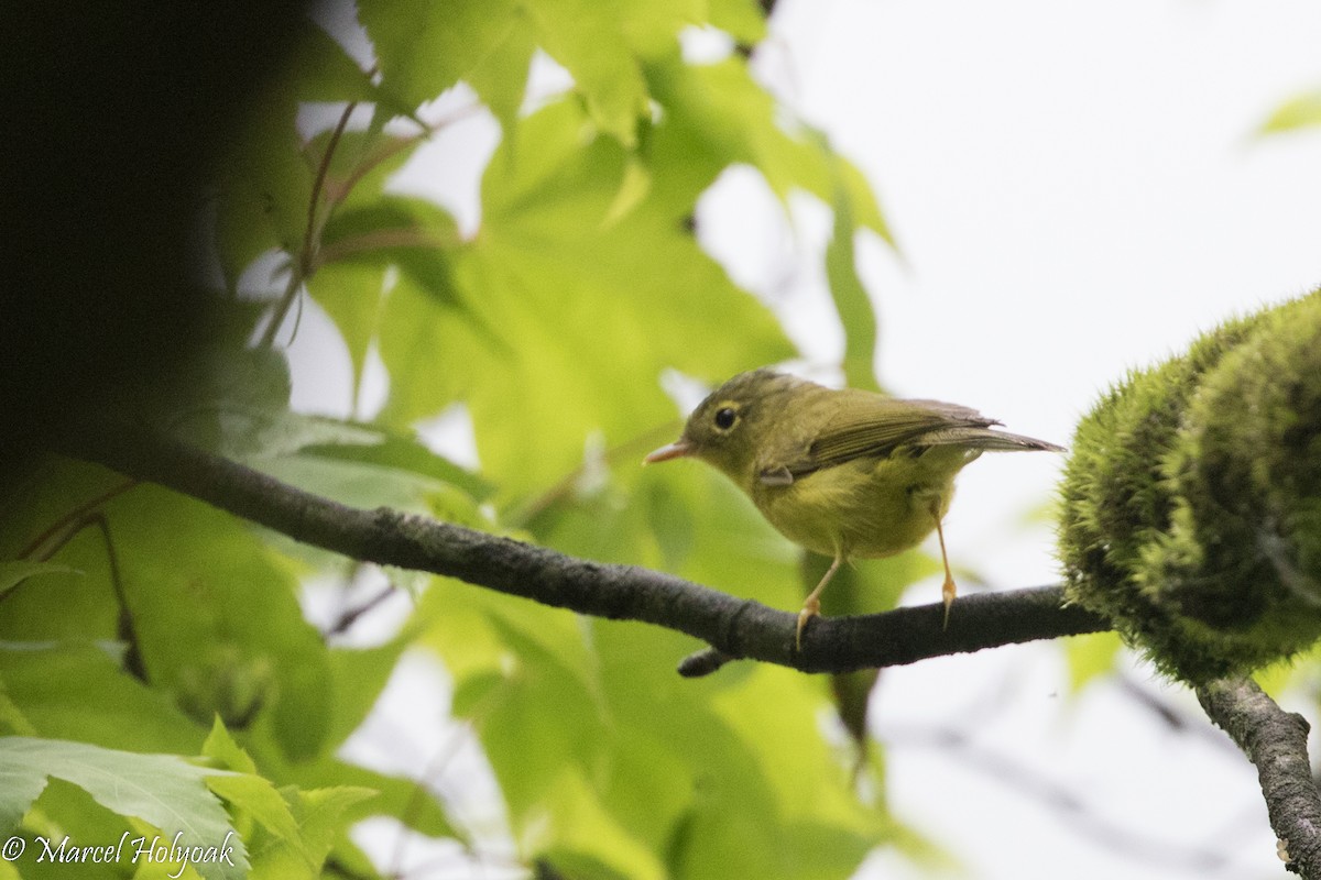 Martens's Warbler - ML525724261