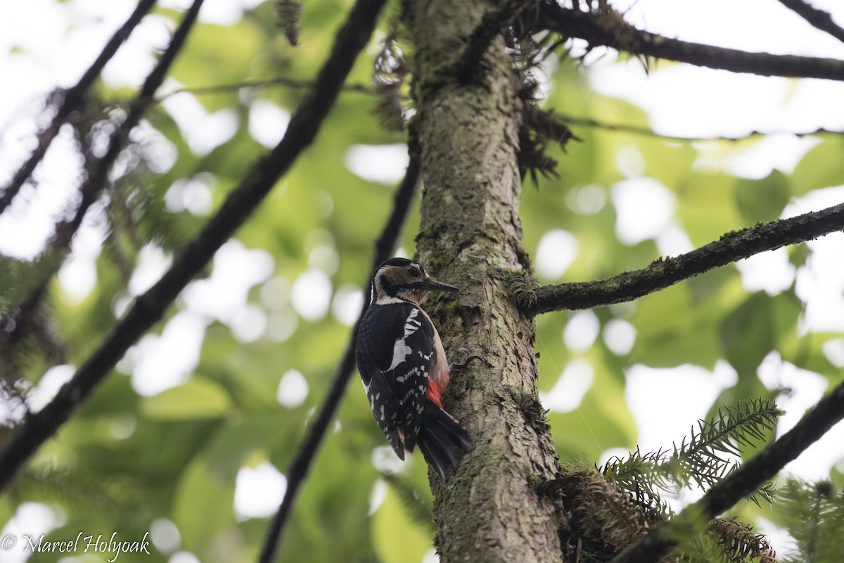 Great Spotted Woodpecker - ML525724791