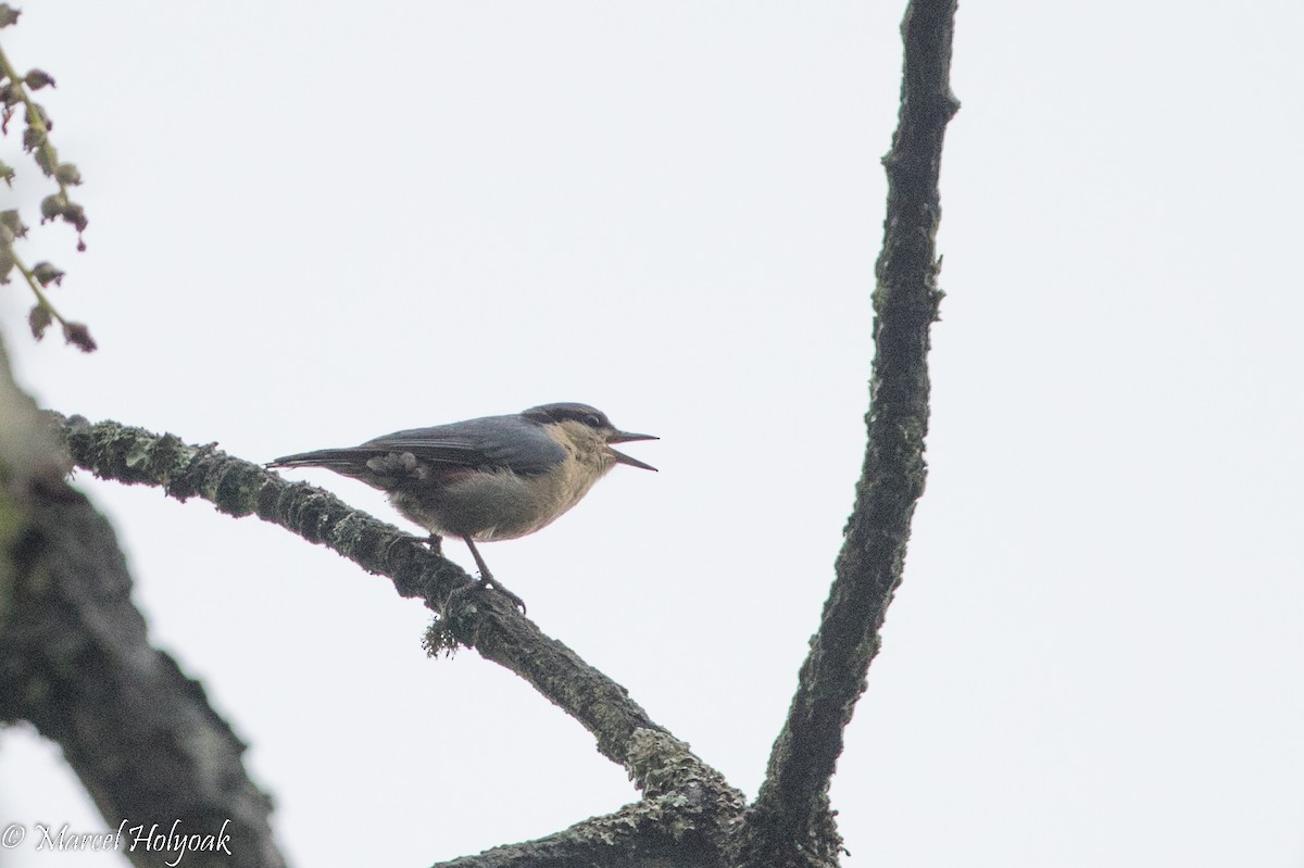 Chestnut-vented Nuthatch - ML525725061