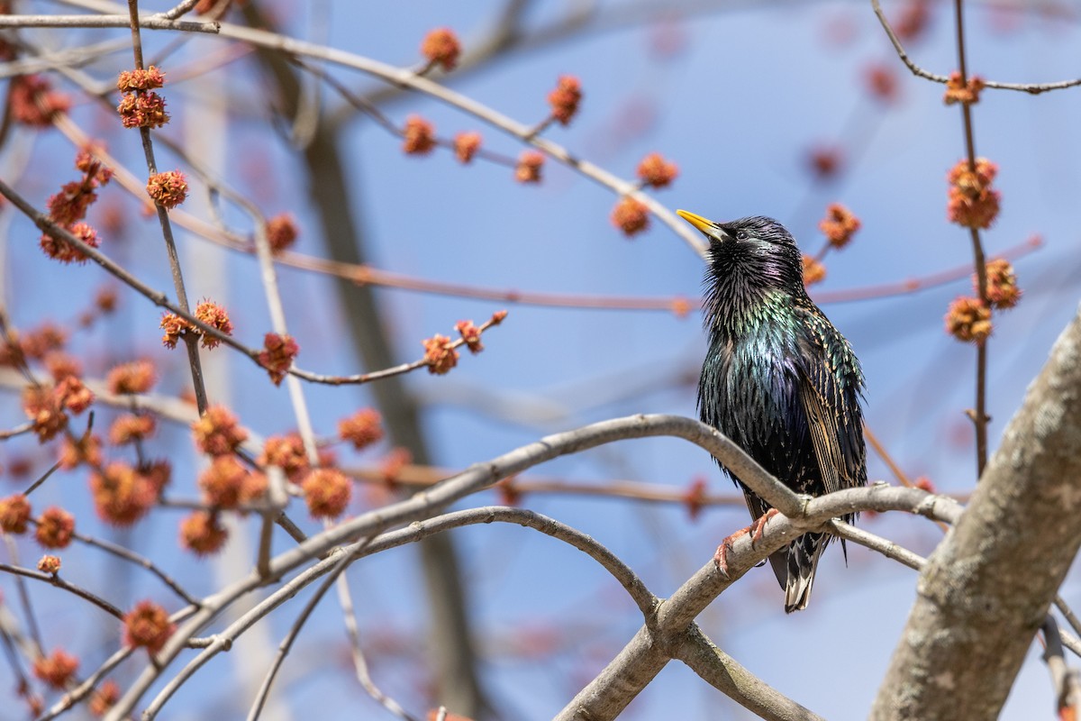 歐洲椋鳥 - ML525725181