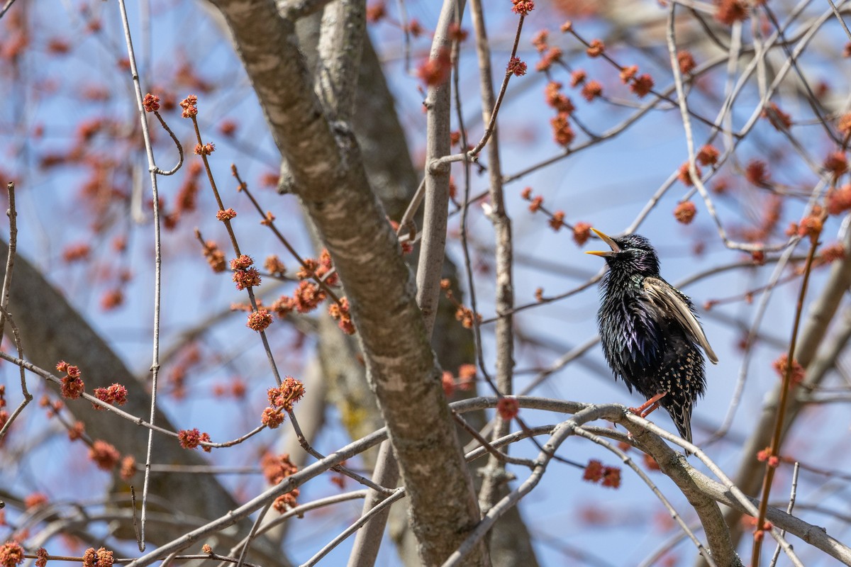 European Starling - ML525725191