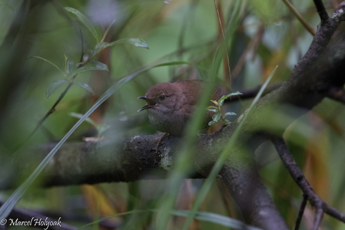 Sichuan Bush Warbler - Marcel Holyoak