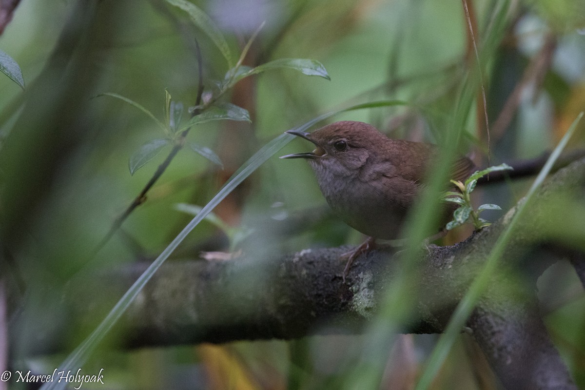Sichuan Bush Warbler - ML525725421