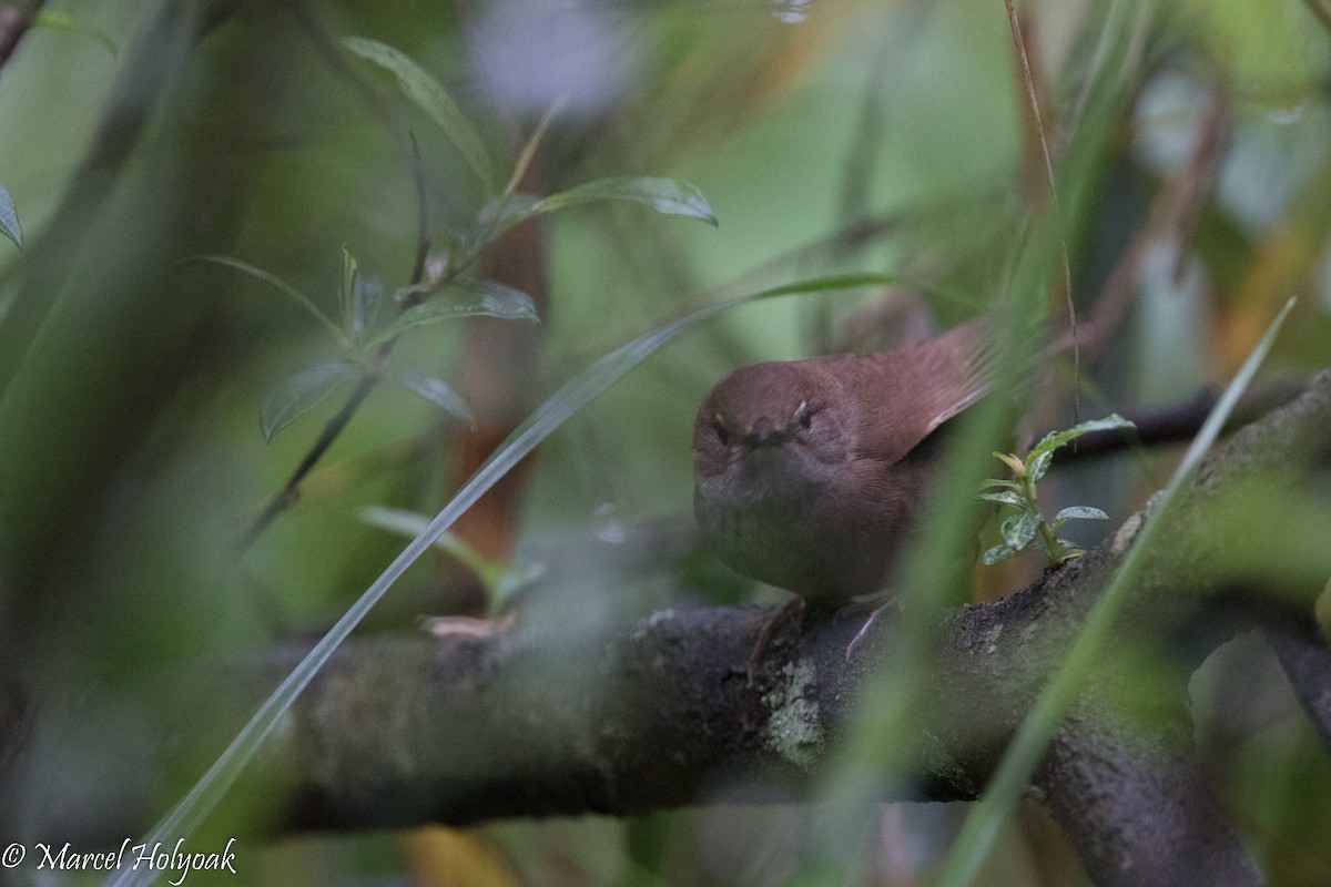 Sichuan Bush Warbler - ML525725431