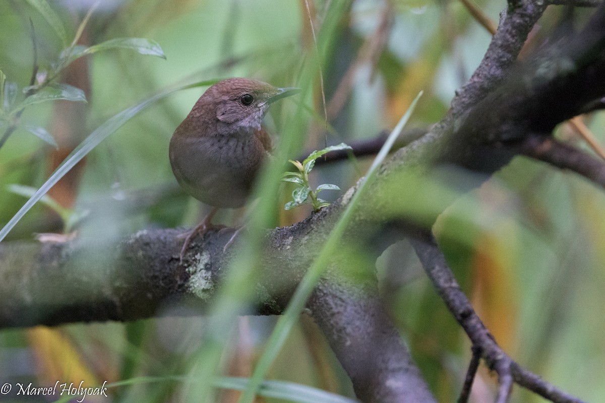 Sichuan Bush Warbler - ML525725441