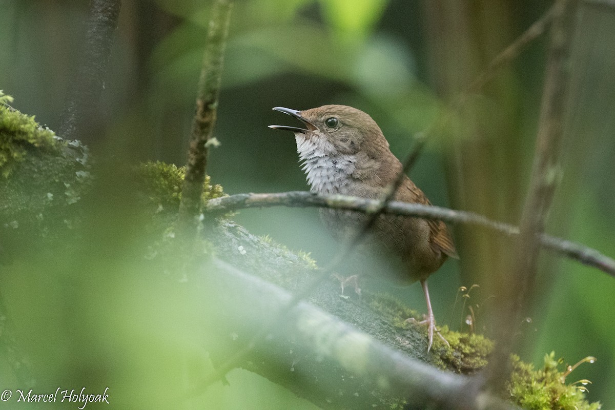 Sichuan Bush Warbler - Marcel Holyoak