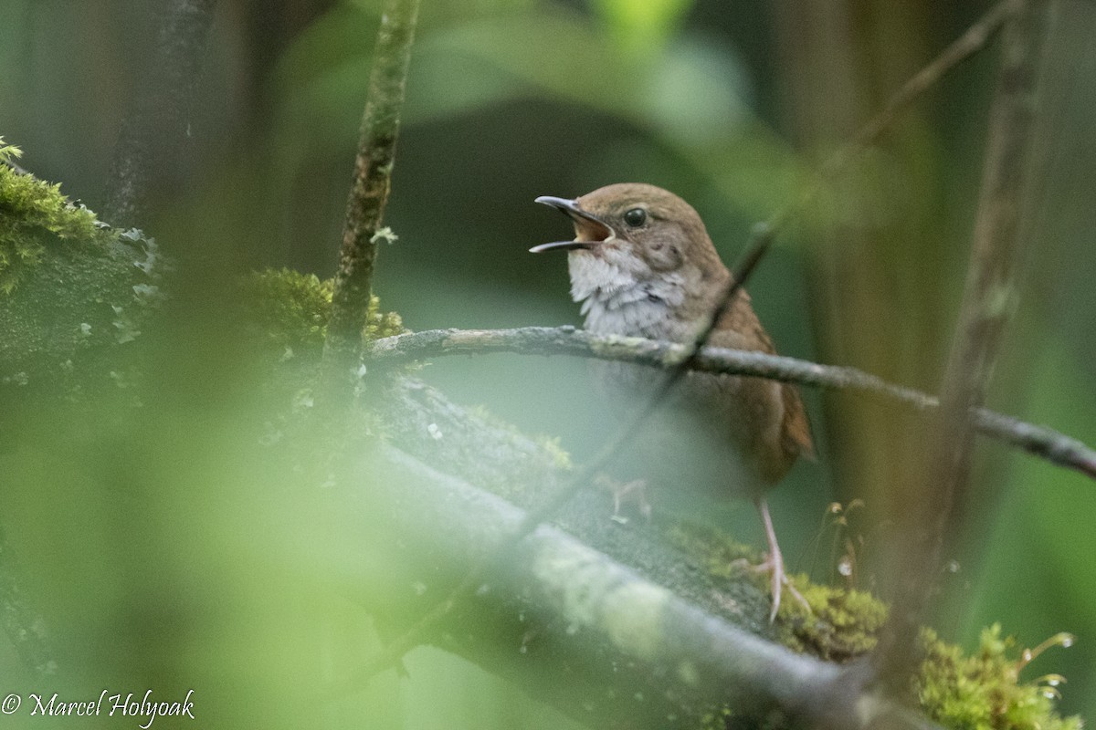 Sichuan Bush Warbler - ML525725471